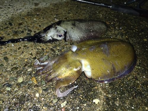 モンゴウイカの釣果