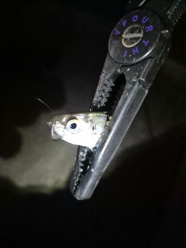 三陸海岸（青森）