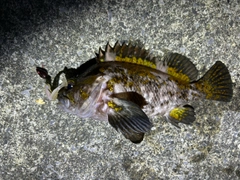 オウゴンムラソイの釣果