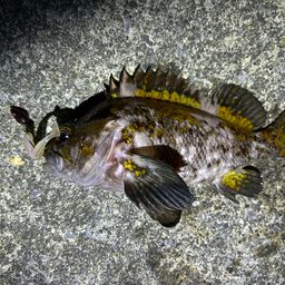 オウゴンムラソイ