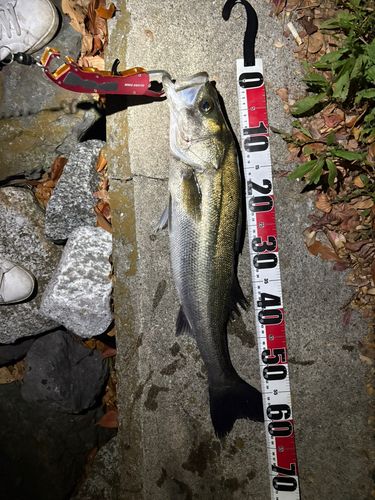 東京湾（アクアライン以北）