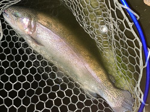 ベリーパーク in FISH ON! 王禅寺