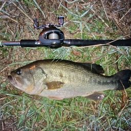 ラージマウスバス