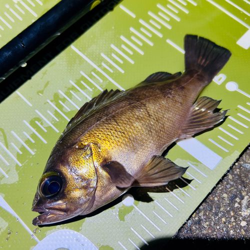 メバルの釣果