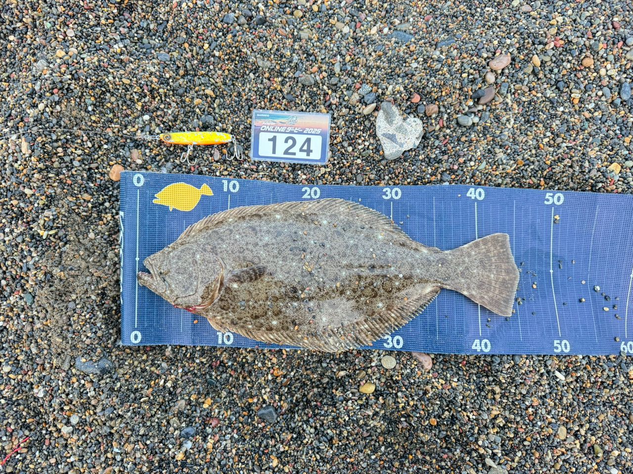 K1100 さんの 2025年11月24日のヒラメの釣り・釣果情報(津軽海峡