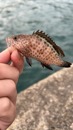 オオモンハタの釣果