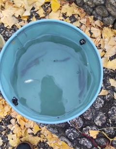 オイカワの釣果