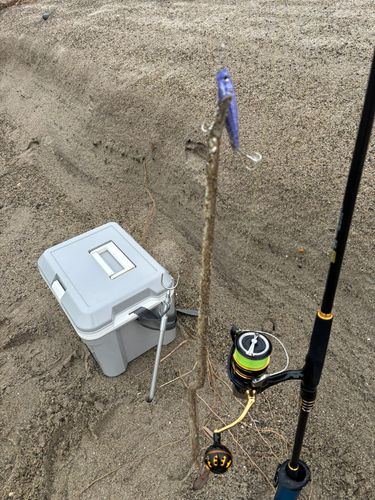 ダイナンウミヘビの釣果