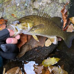 スモールマウスバス