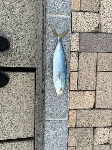 ヤズの釣果