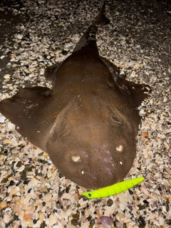 カスザメの釣果