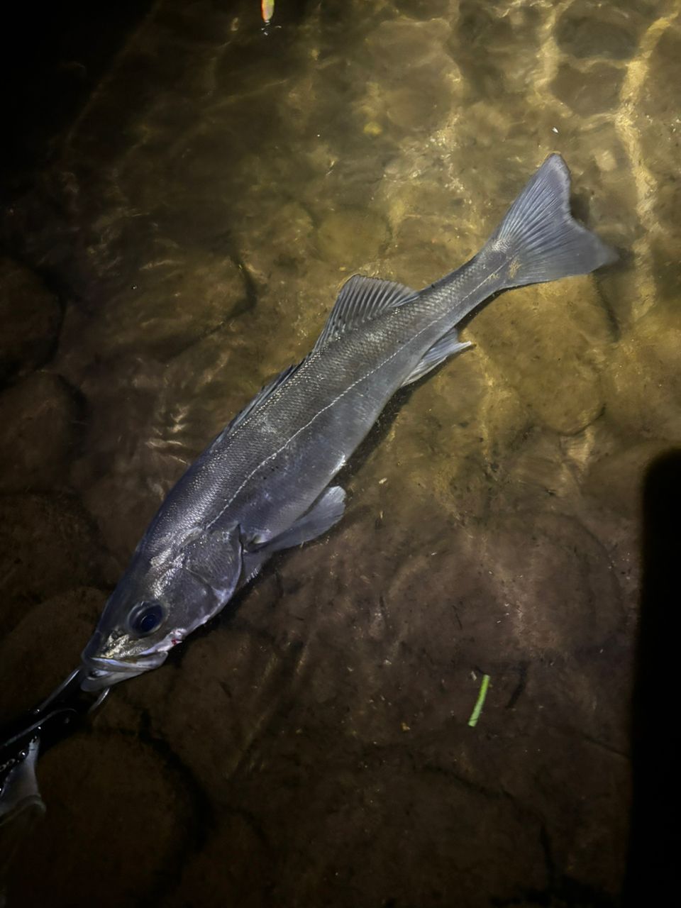 シーバスの釣果写真