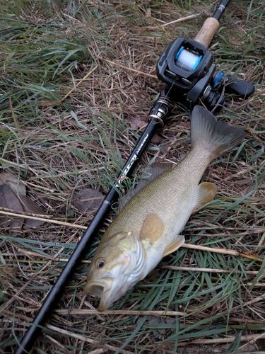 スモールマウスバスの釣果