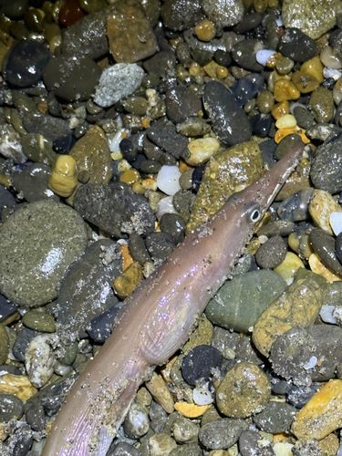 ダイナンウミヘビの釣果