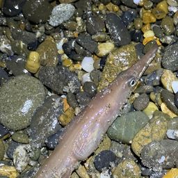 ダイナンウミヘビ