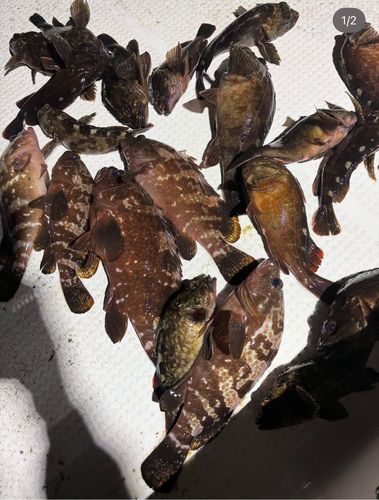 キジハタの釣果