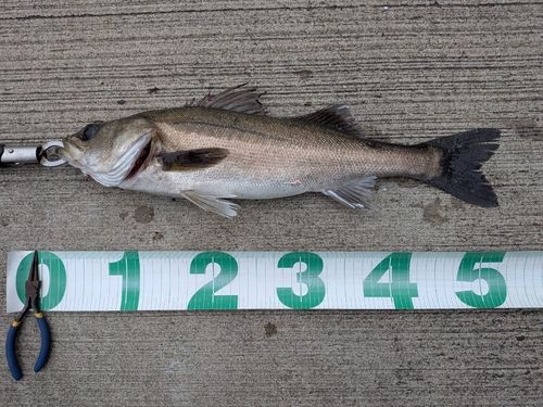 東京湾（アクアライン〜富津）