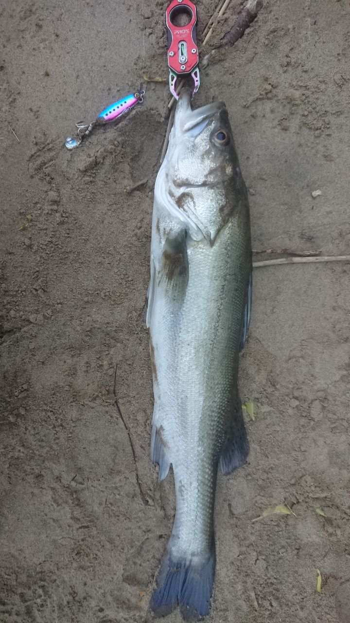 福岡県 の釣行 - アングラーズ | 釣果600万件の魚釣り情報サイト