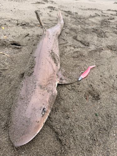 ドチザメの釣果