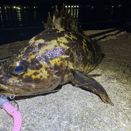 タケノコメバル