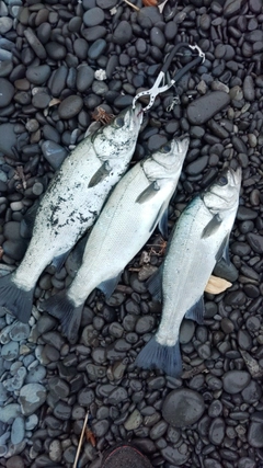 セイゴ（ヒラスズキ）の釣果