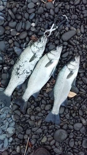 セイゴ（ヒラスズキ）の釣果