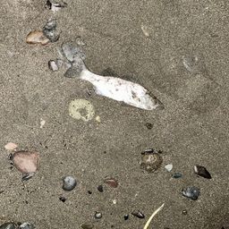 セイゴ（マルスズキ）