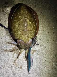 コウイカの釣果