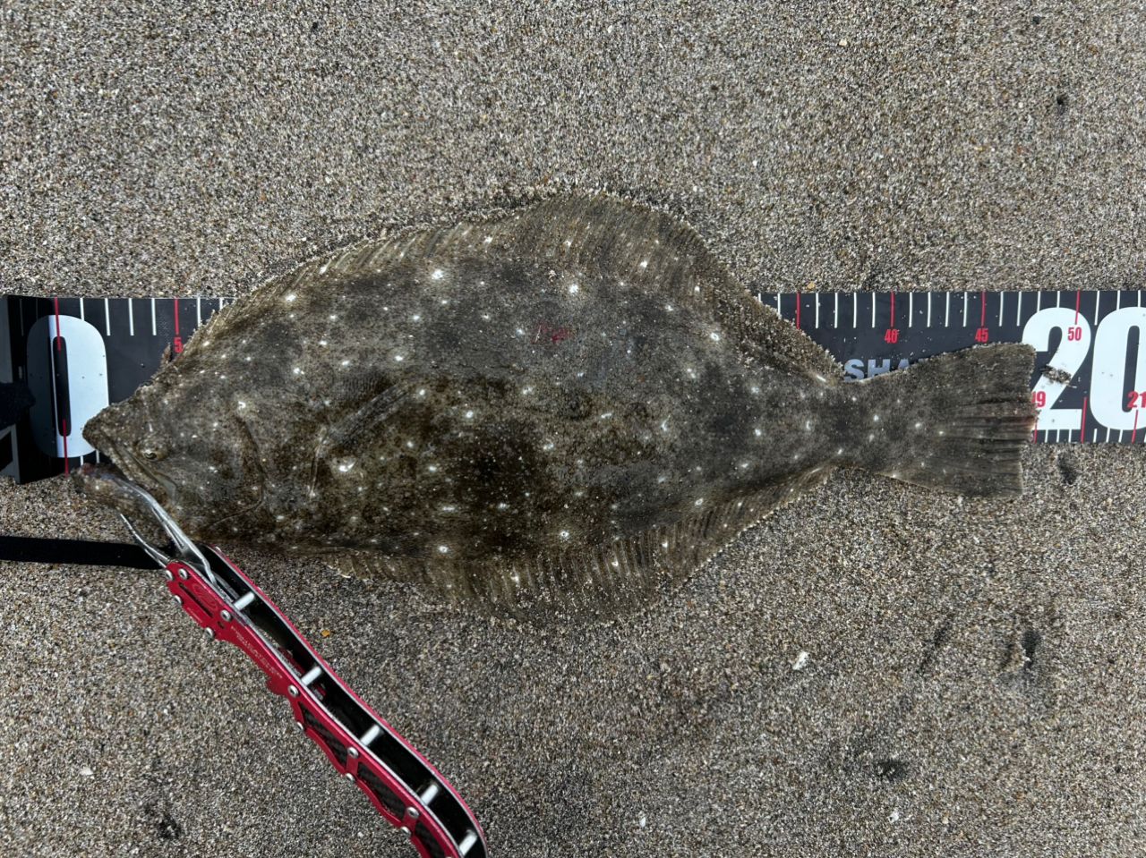 キリン¥49 さんの 2025年12月03日のヒラメの釣り・釣果情報(宮城県
