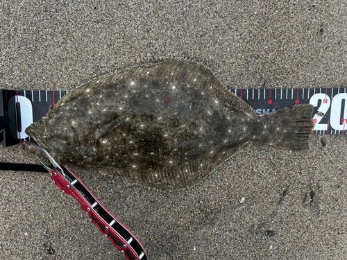 ヒラメの釣果