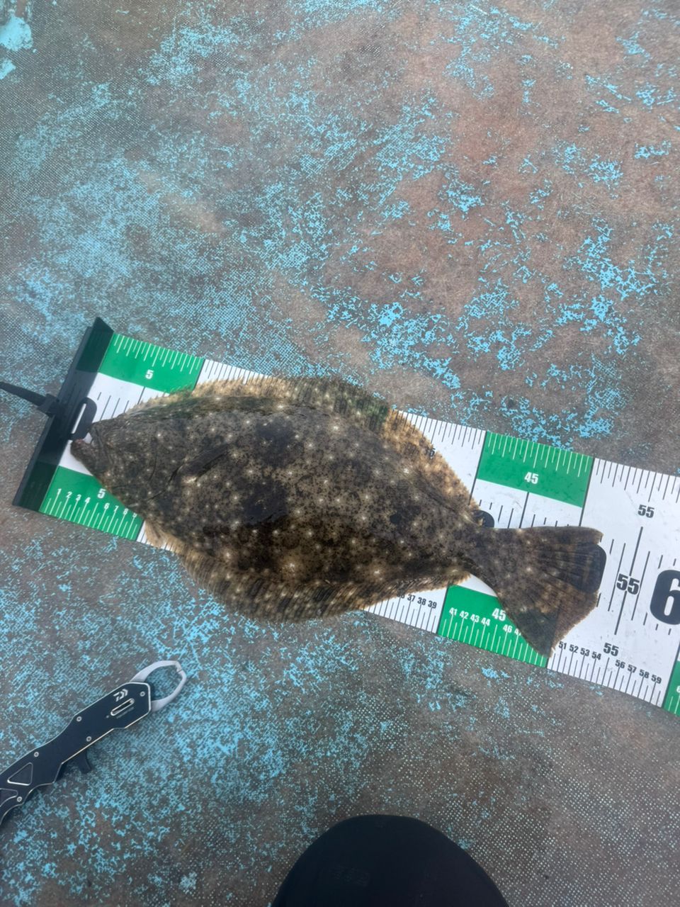 RIRO-Pさんの釣果 2枚目の画像