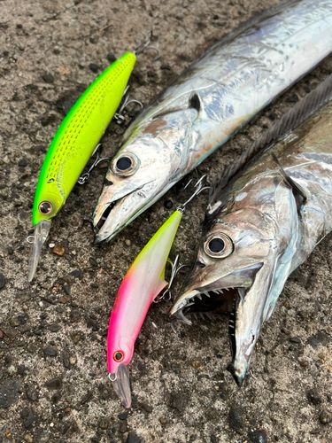 タチウオの釣果