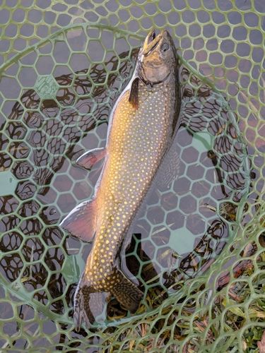 ブルックトラウトの釣果