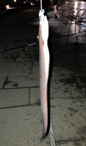 マアナゴの釣果