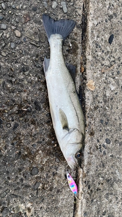 セイゴ（マルスズキ）の釣果