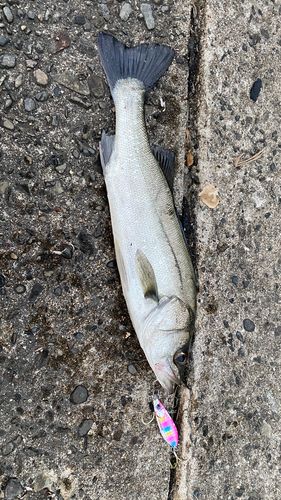 セイゴ（マルスズキ）の釣果