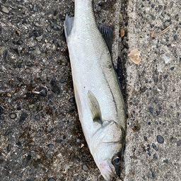 セイゴ（マルスズキ）