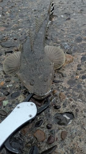 新舞子海岸（富津）