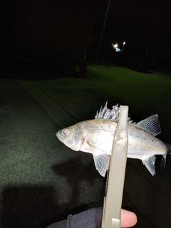 セイゴ（マルスズキ）の釣果