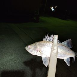 セイゴ（マルスズキ）