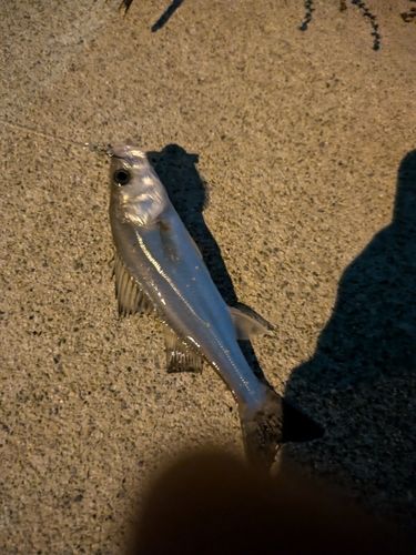 大野川（石川）