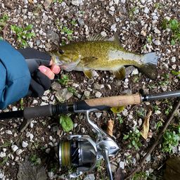 スモールマウスバス