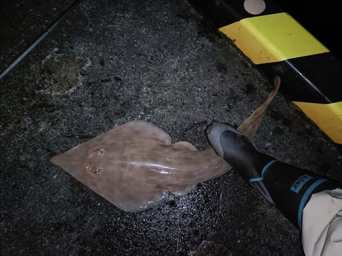 サカタザメの釣果