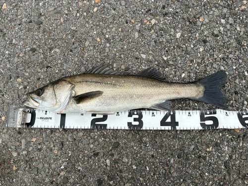 フッコ（マルスズキ）の釣果