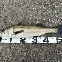 フッコ（マルスズキ）