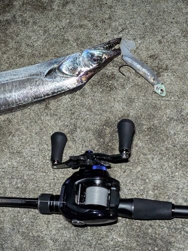 タチウオの釣果