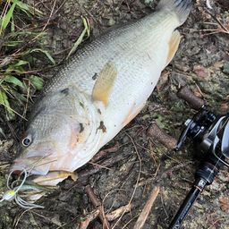 ラージマウスバス