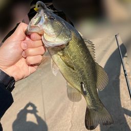 ラージマウスバス