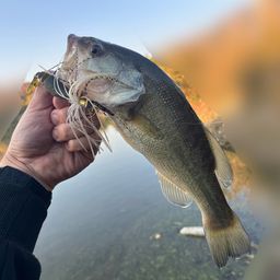 ラージマウスバス