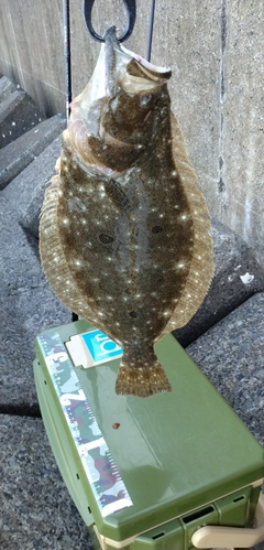 ヒラメの釣果